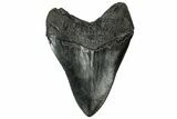 Fossil Megalodon Tooth - South Carolina #315447-2